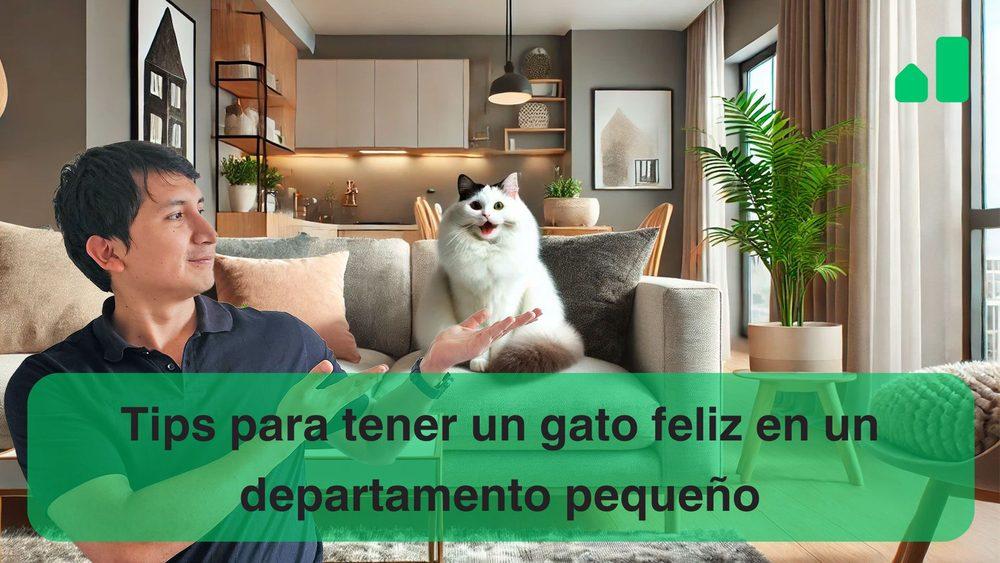 Tips para tener un gato feliz en un departamento pequeño